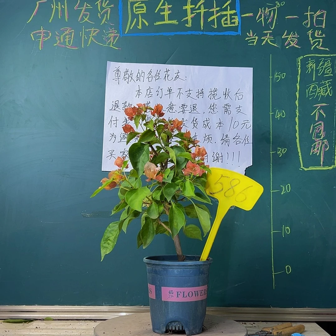当前无花栽培后可以开花粗杆 落日 586