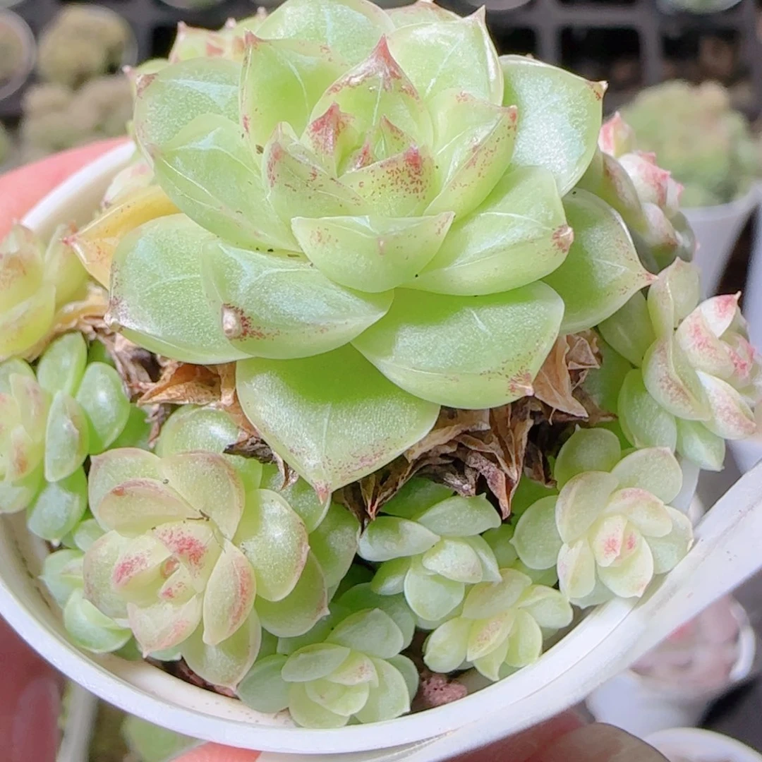 花语逸镜1109-247