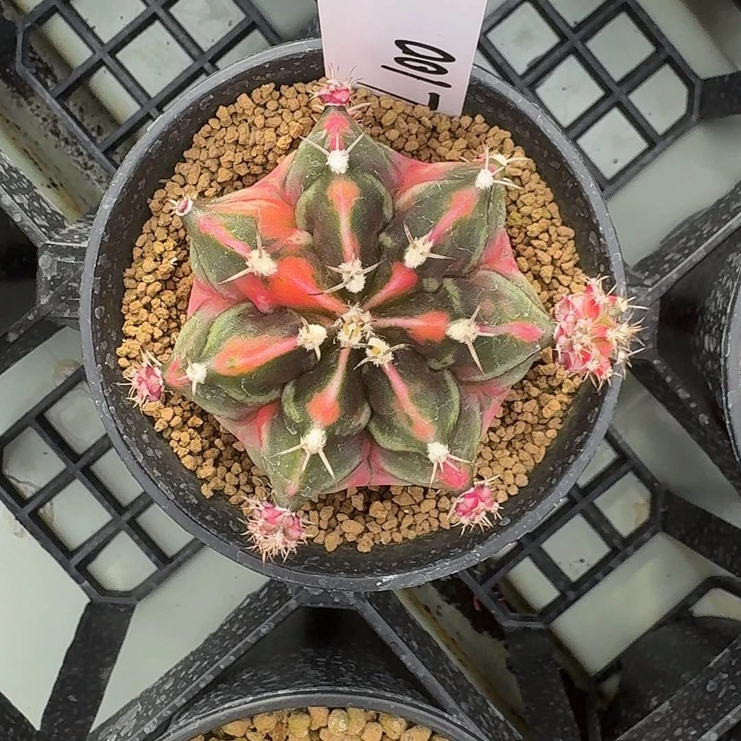 L100-1127广东发货