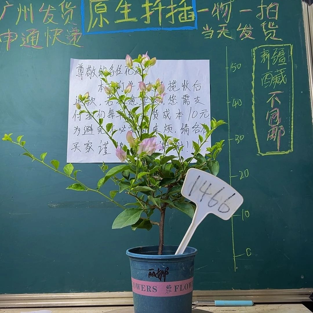 当前无花栽培后可以开花  绿叶丽娜 1466