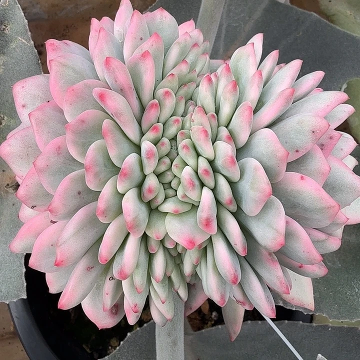 爱丽儿锦缀多肉锦