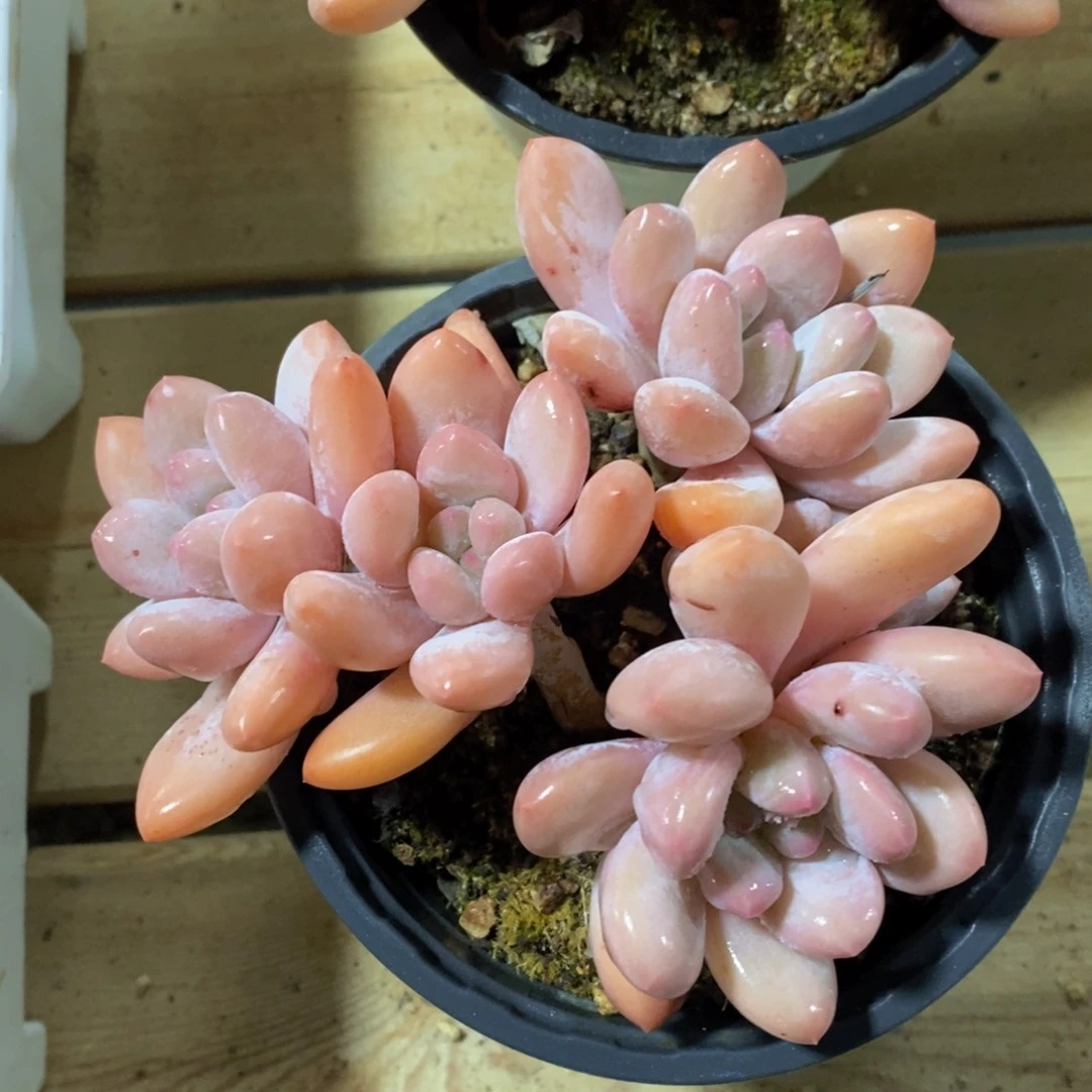 一物一拍精品多肉满38包邮-香水