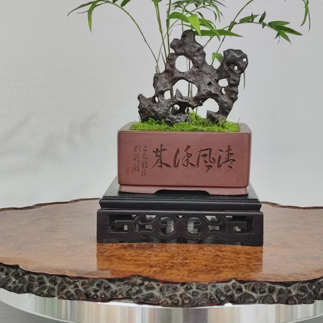 女***n无花朵盆景，凤尾竹，，，，，，，，