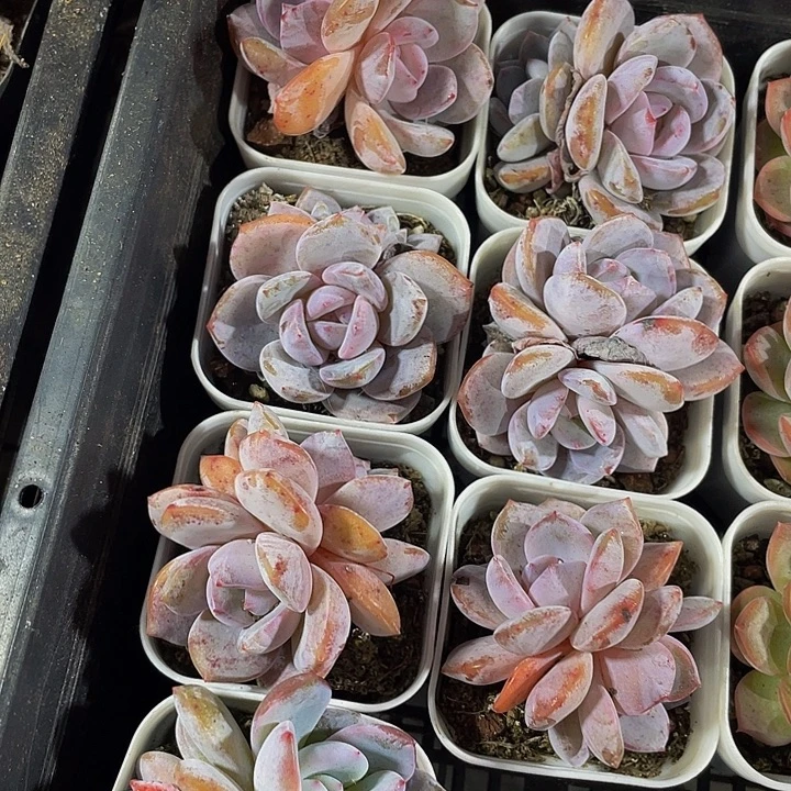 双头抹茶带哦土发