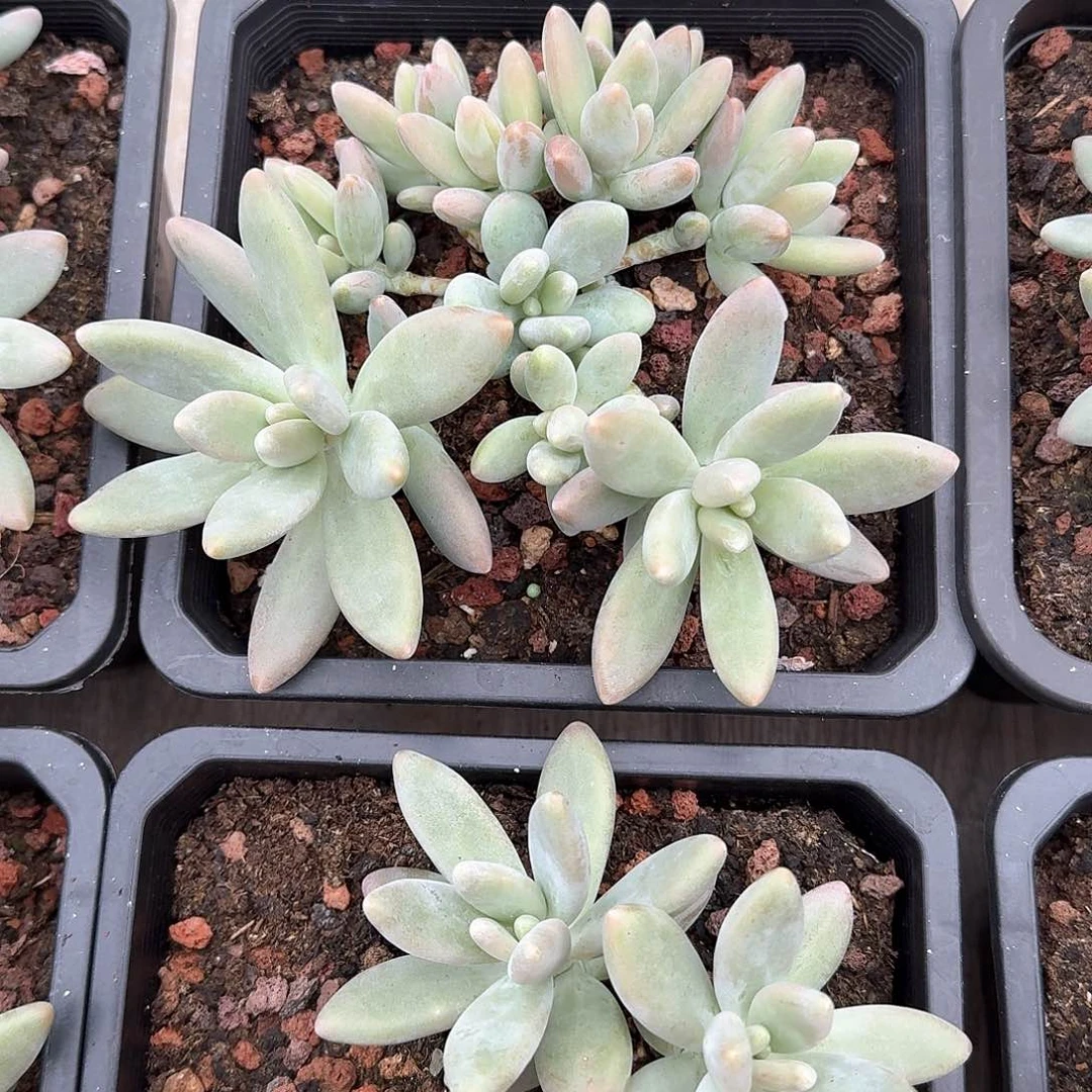 白兰地整无砍群生