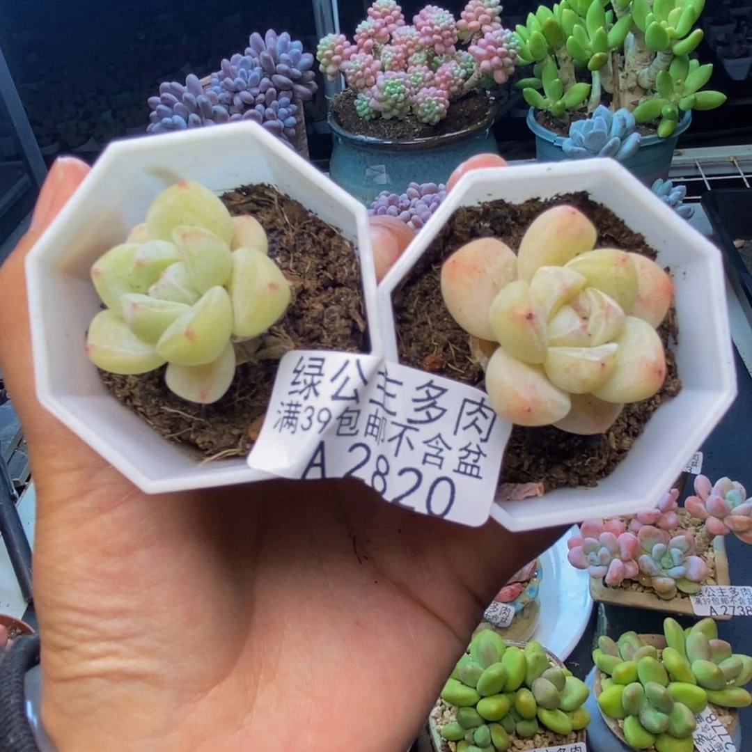 820珍妮冰玉多肉两颗