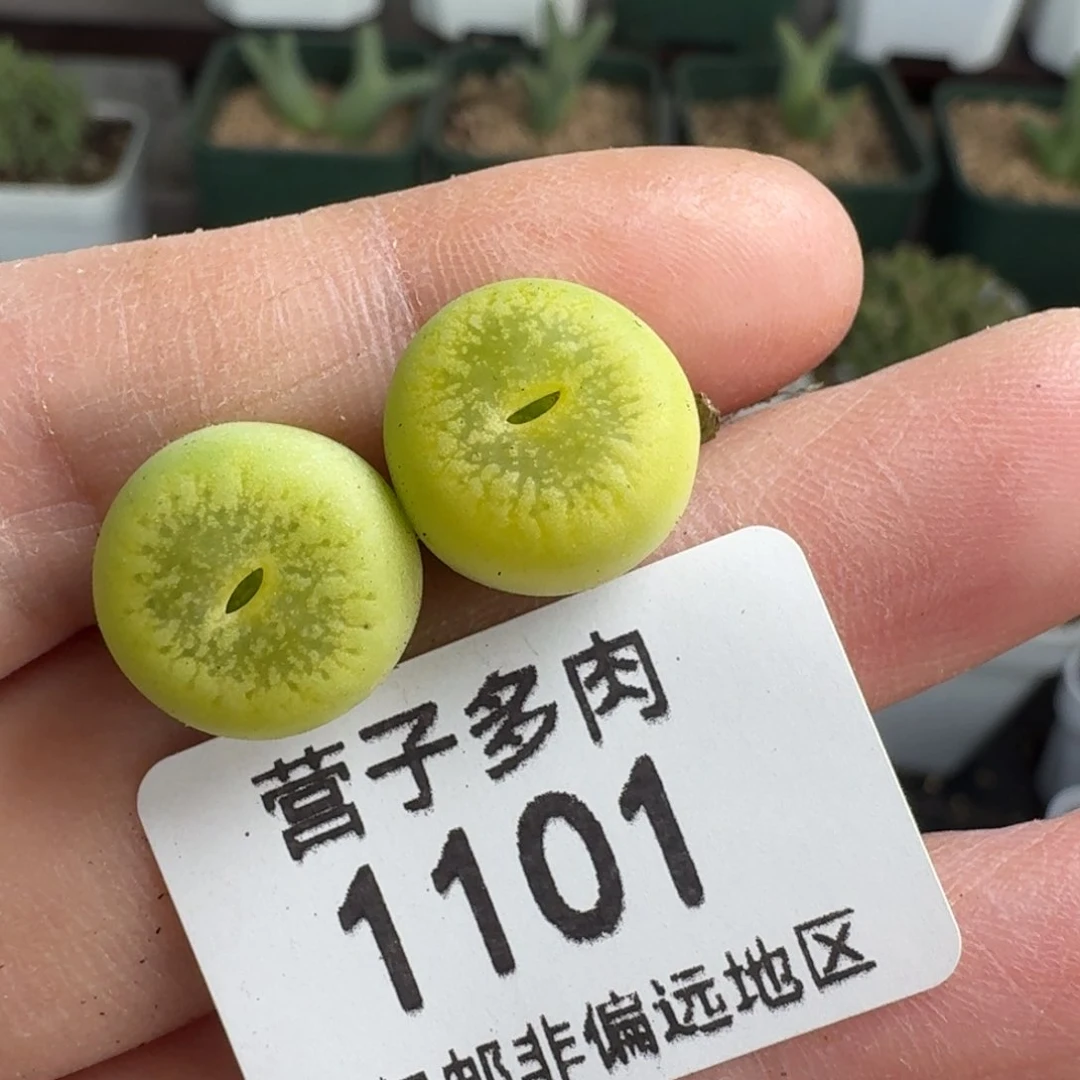 绿光阳2颗。