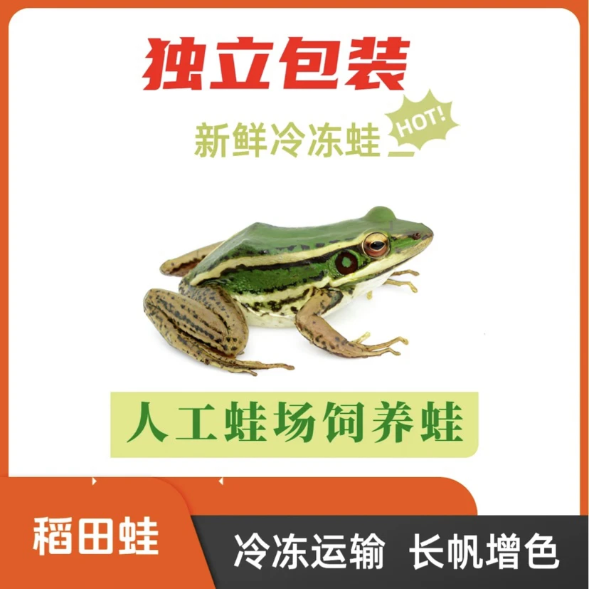 独立包装/人工饲养稻田蛙 | 雷龙鱼/龟/肉食性鱼饲料丨冷冻非活体