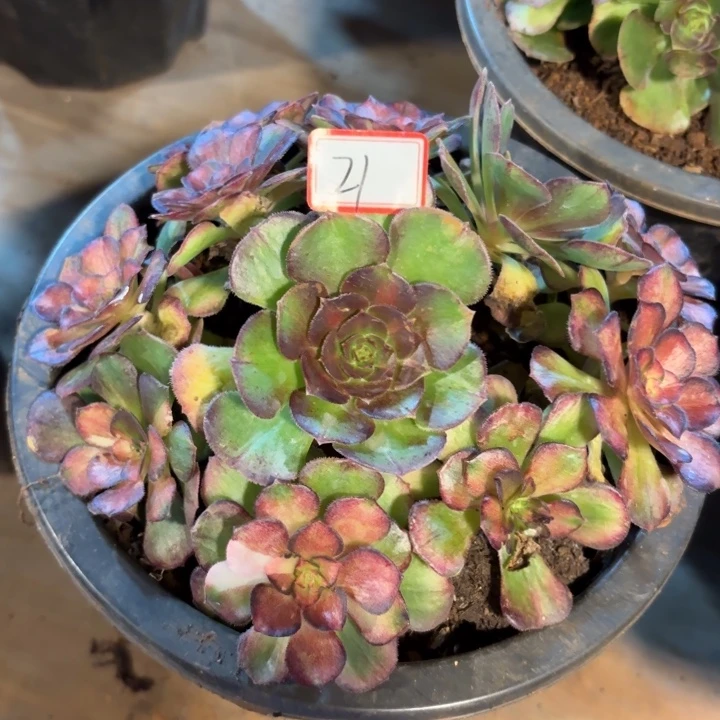 华***廖021特价海王七彩无售后