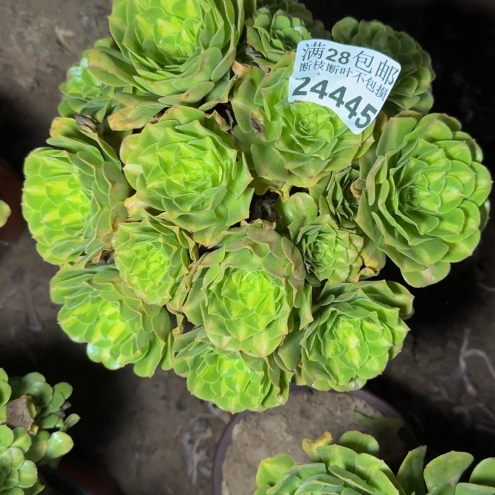 24445南琉璃多肉植物