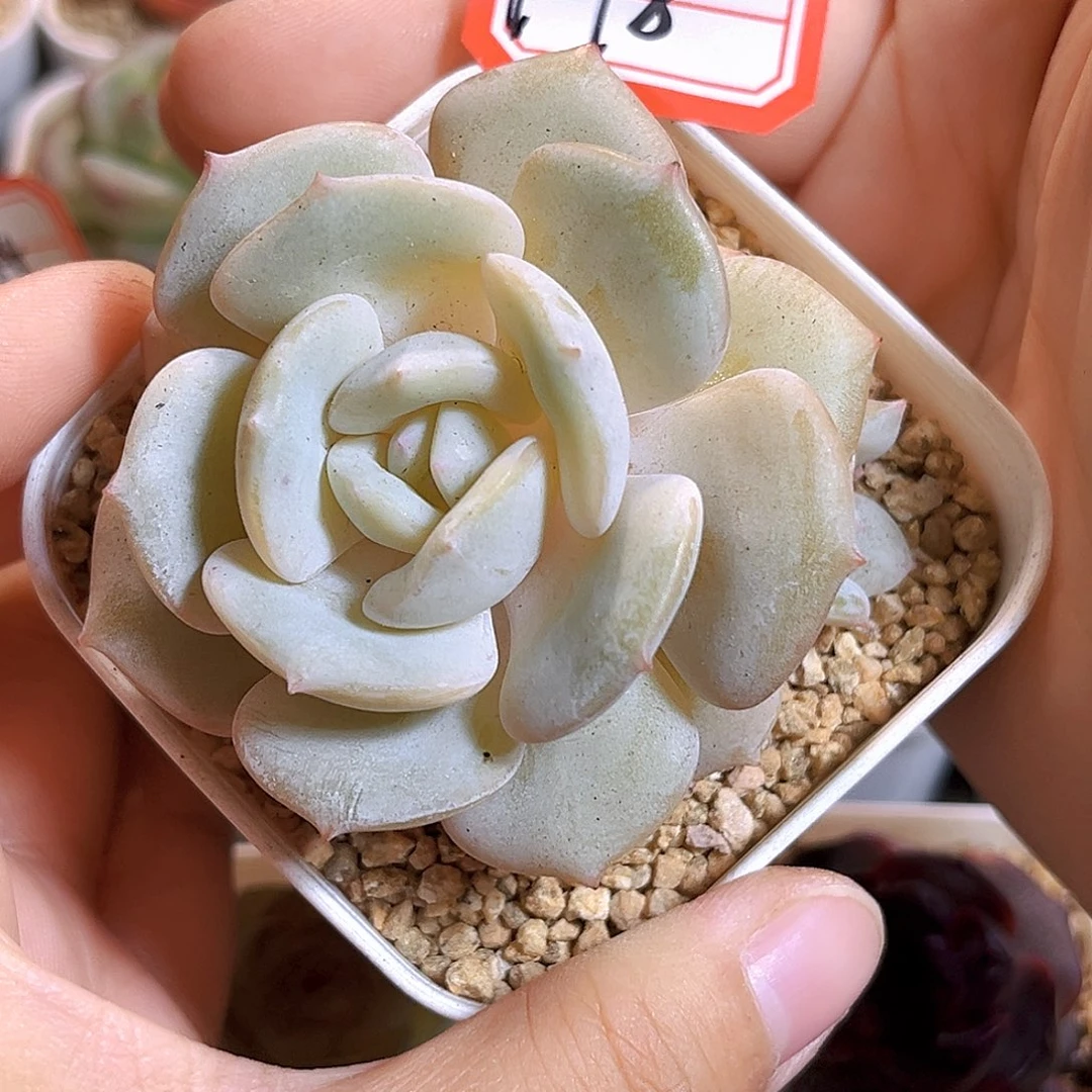 F18一物一拍 白月光