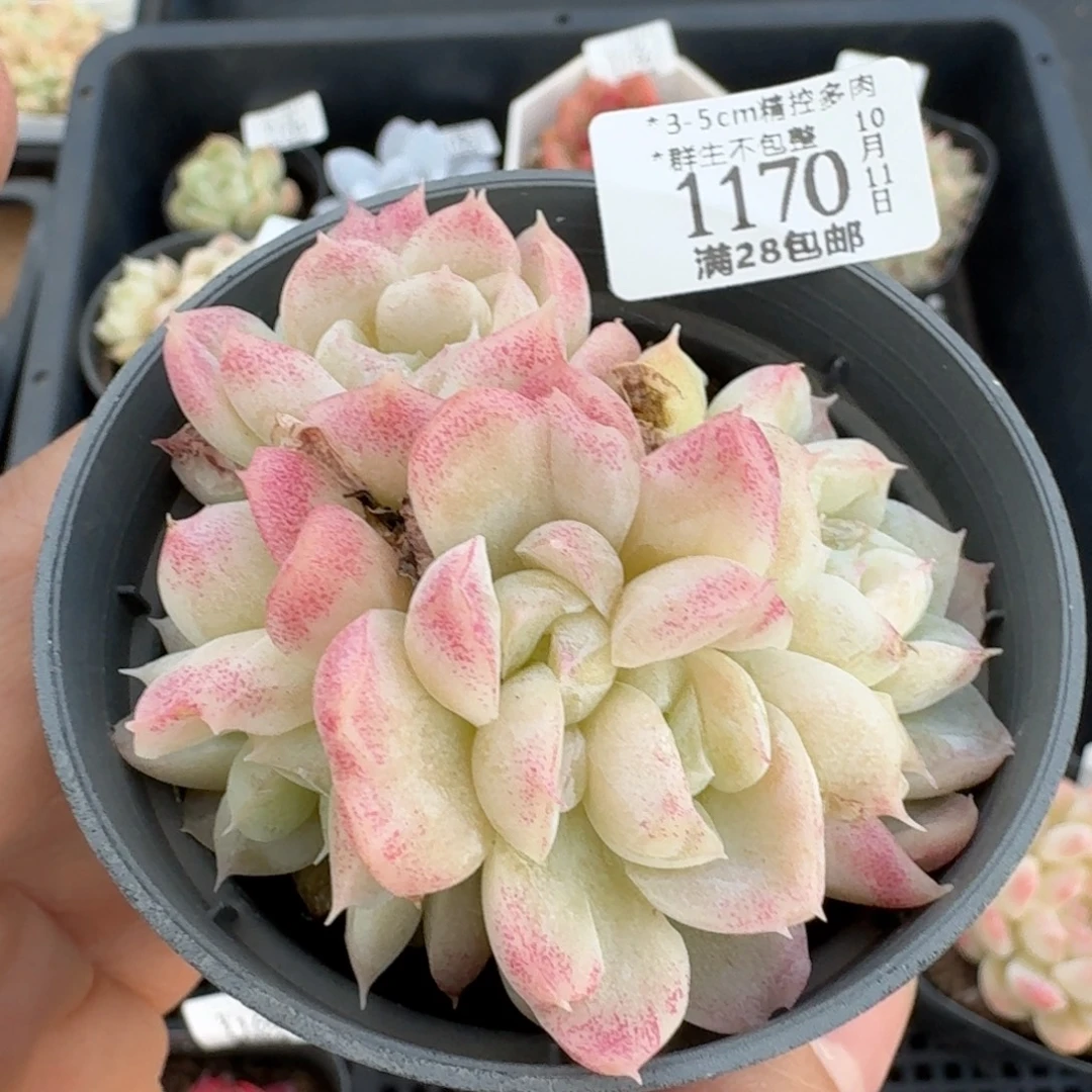 1170一物一拍的时候