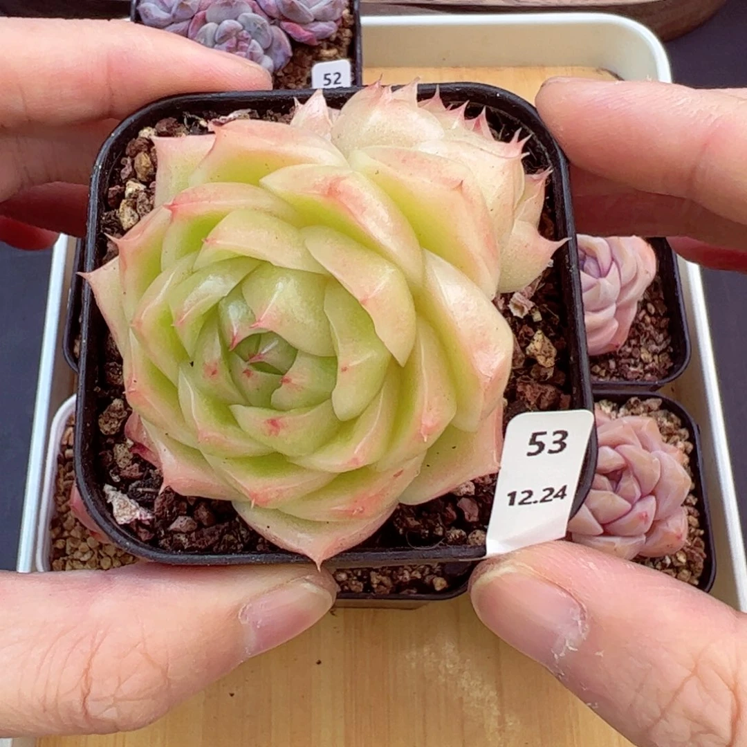 好好看53、哈哈哈哈