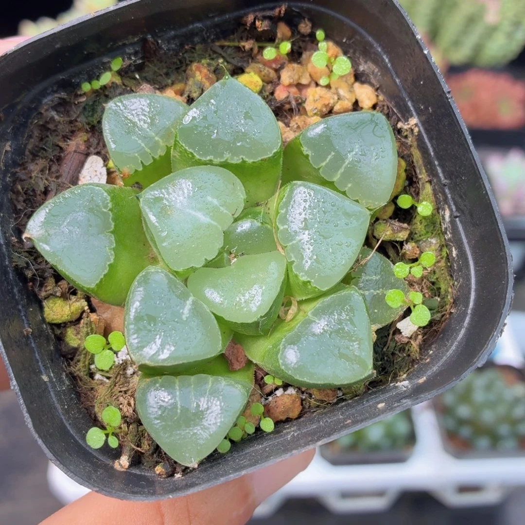 月影寿多肉9.9包邮发货