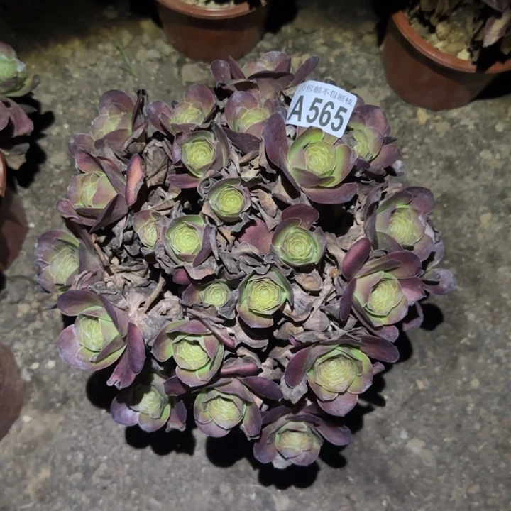 魅金玫瑰……不包断枝……多肉植物