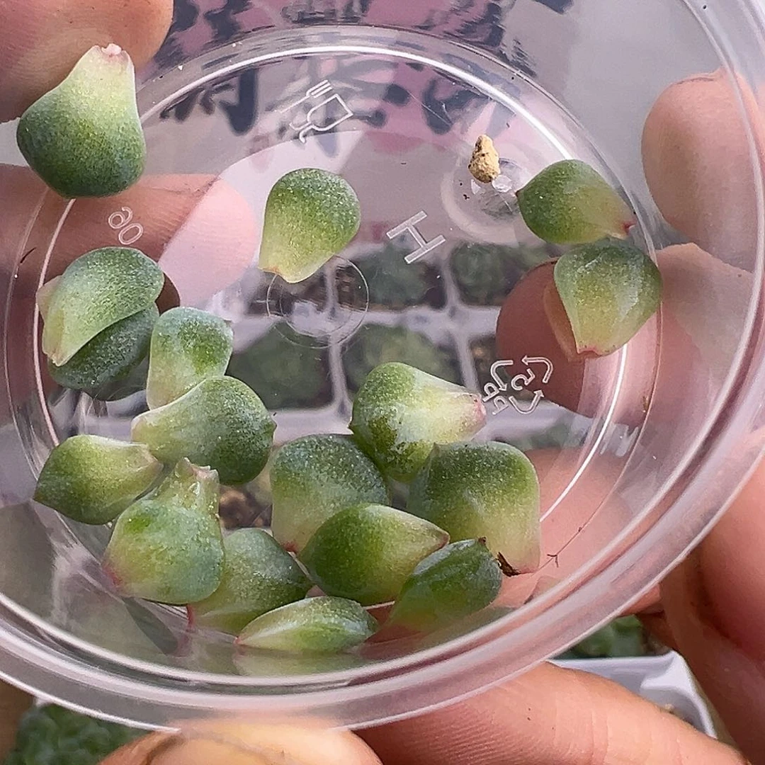 无编号一盒叶子啊