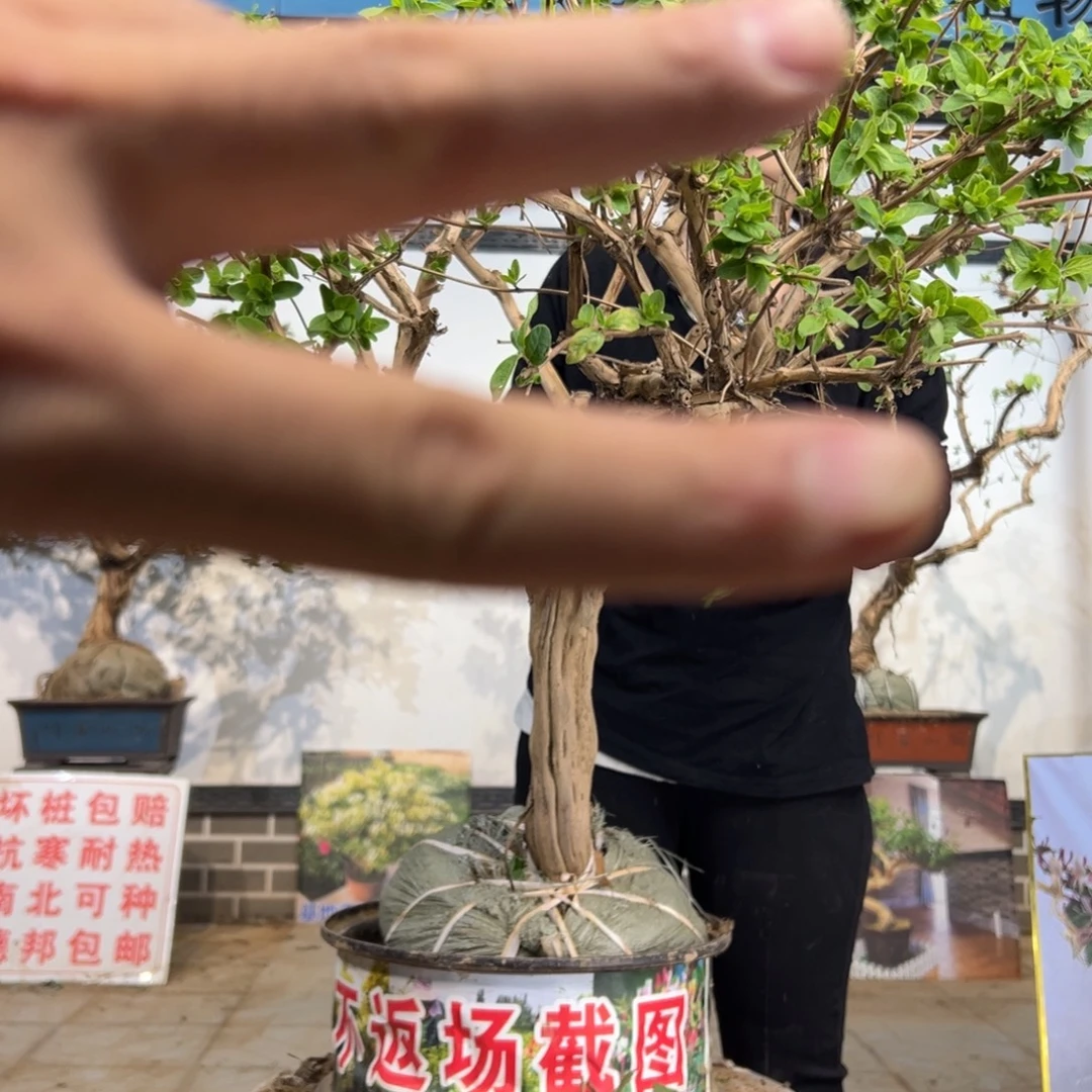 无花朵金银花88888