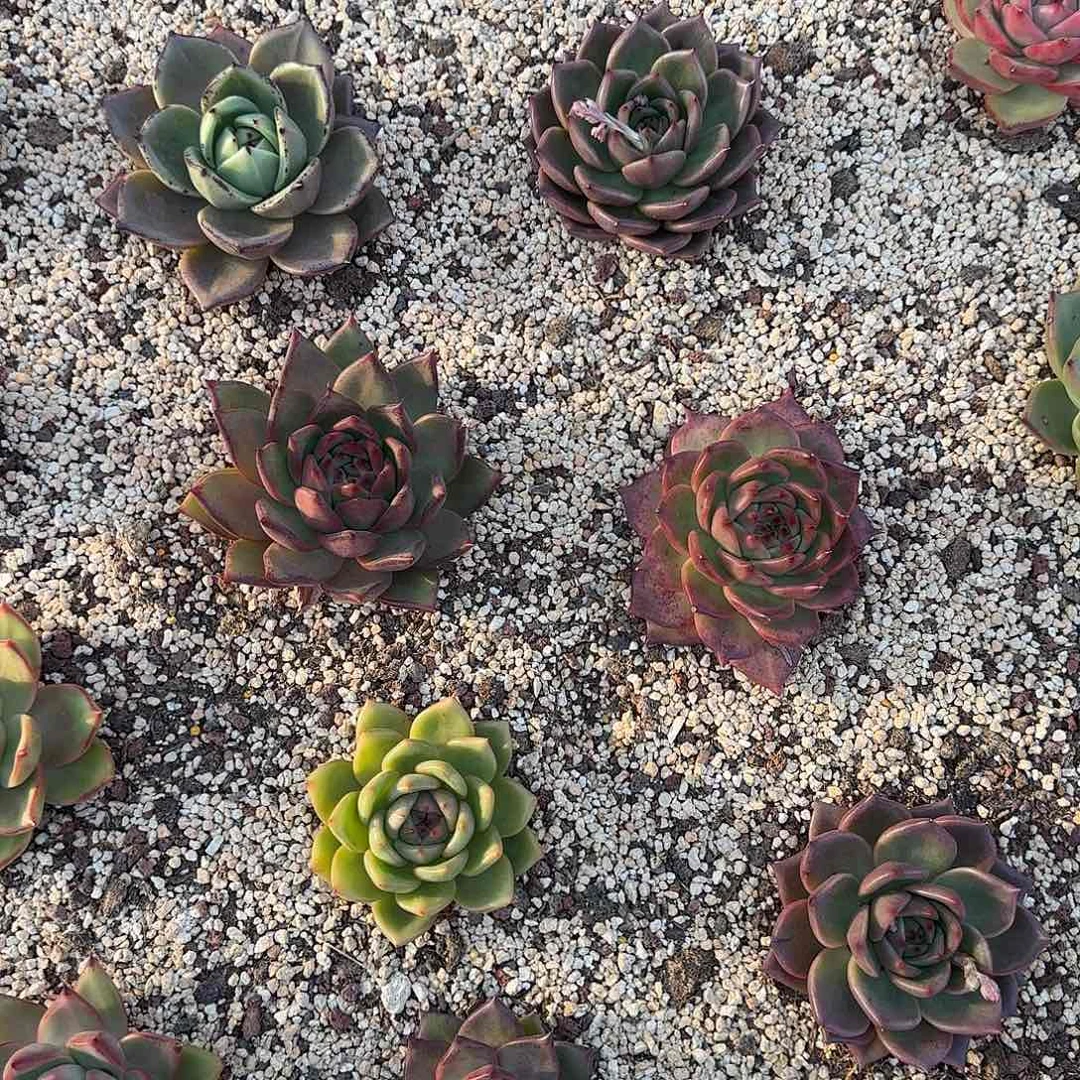 ~***哲88800  寄养 先不发货