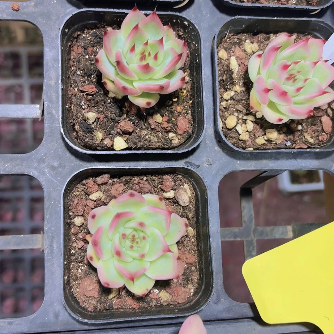 精品托斯卡多肉植物