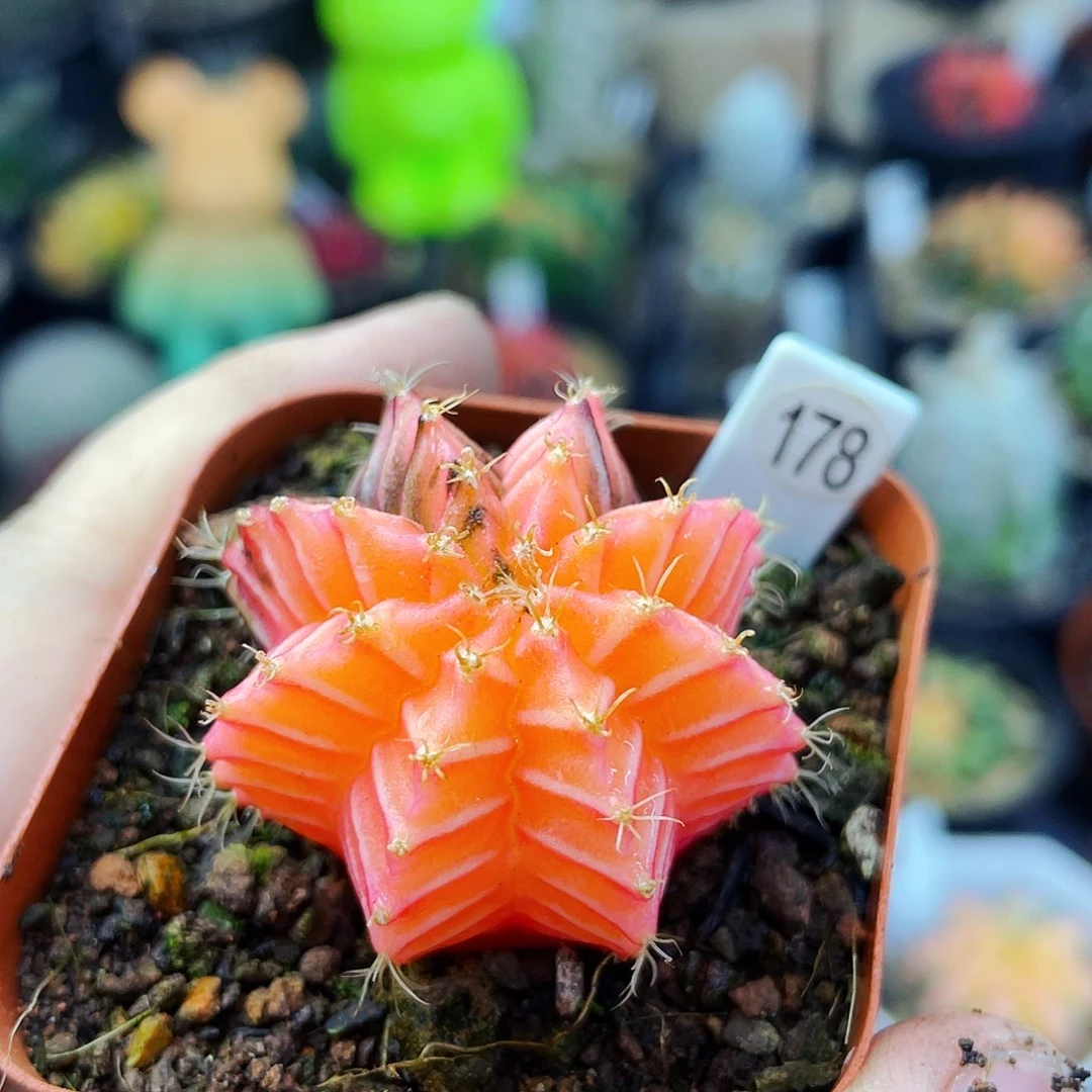 非偏远地区满25包邮仙人球