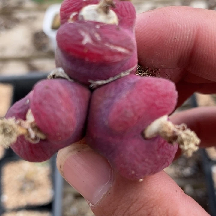 622一颗一颗有伤