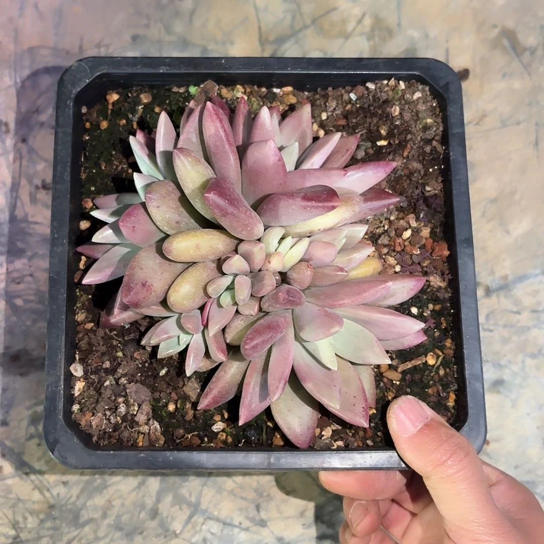 阿***虎知音12345678911111