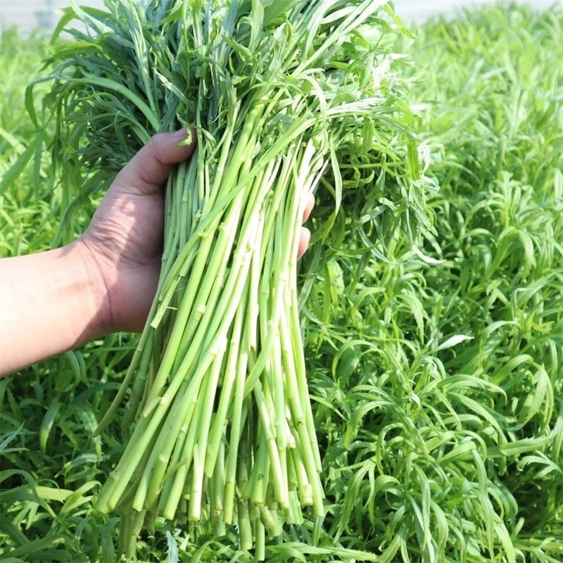 芦蒿种子四季种植清香脆嫩四季可种简单易栽培蔬菜水蒿柳蒿种子