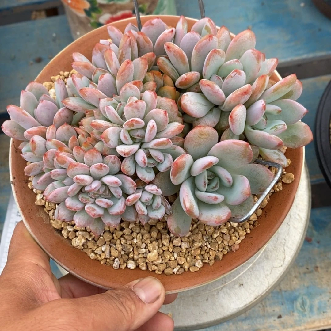 多肉植物一物一拍