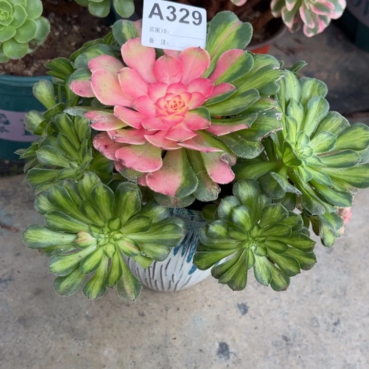 329知否20厘米左右