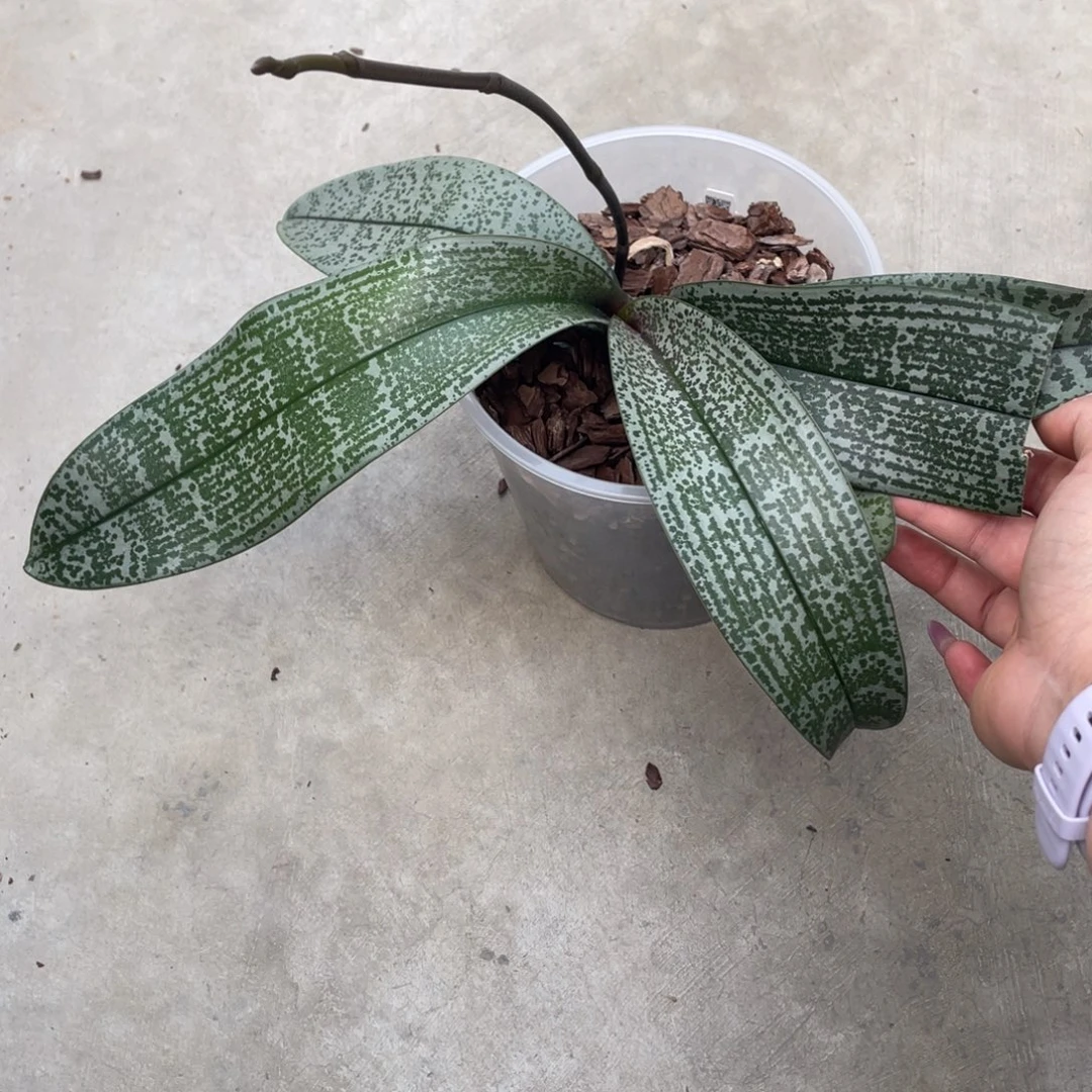 当前无花栽培后可以开花4寸加高swr银叶西