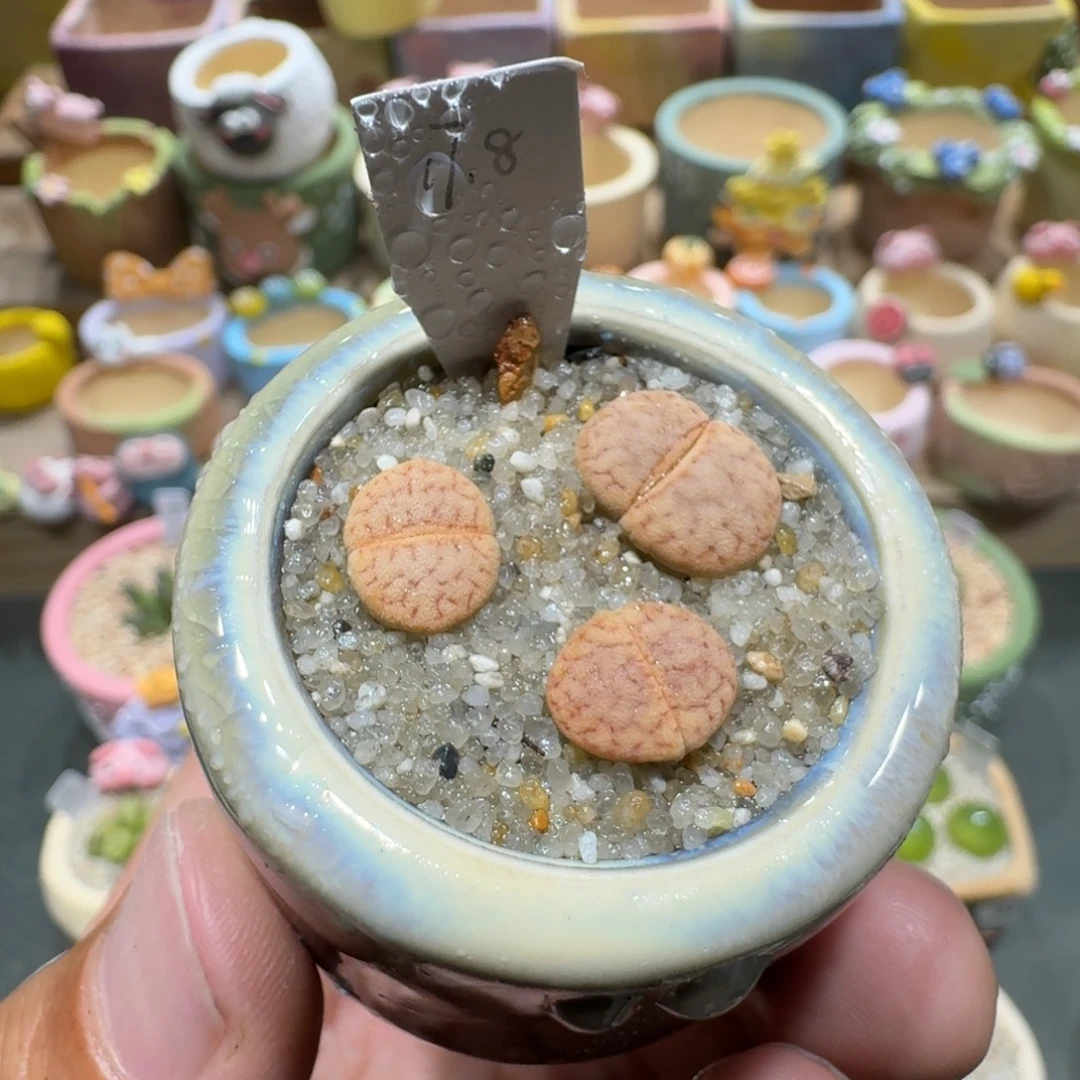 蘑菇1273猪皮多肉植物