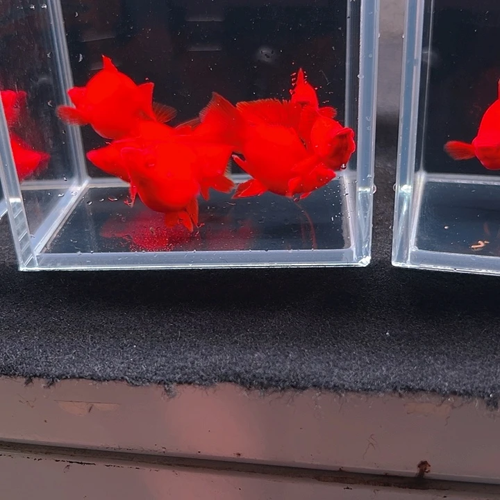 孔雀鱼精品红箭球4母2公