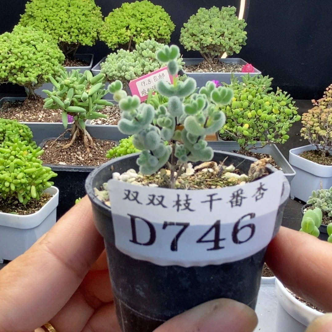 746莱斯。