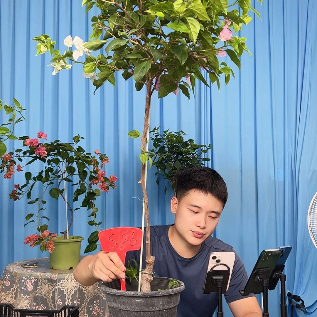 柠***6当前无花栽培后可以开花S26口红