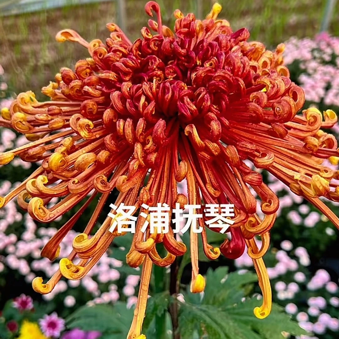 独本菊【洛浦抚琴】精品菊花耐寒耐热阳台地栽