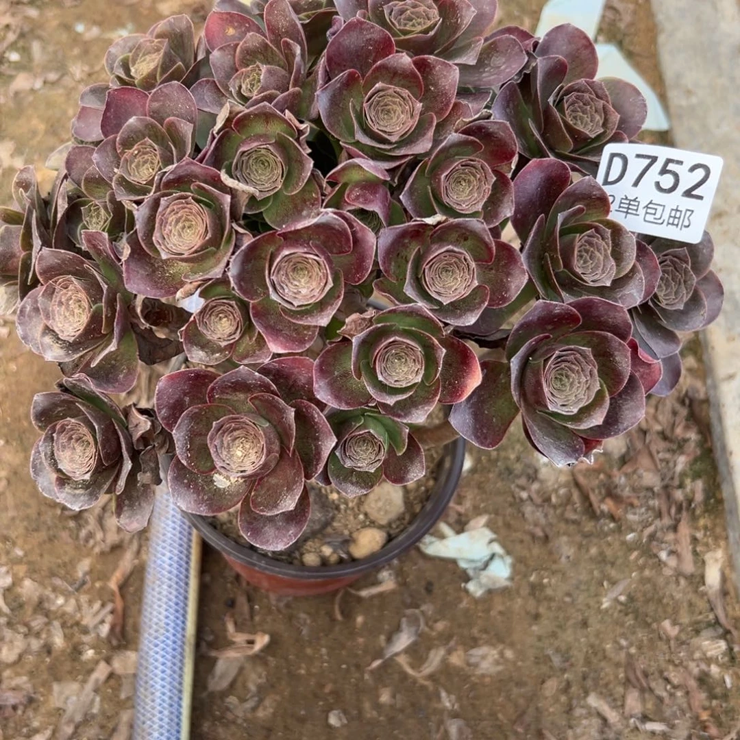 752多肉魅金不包断头