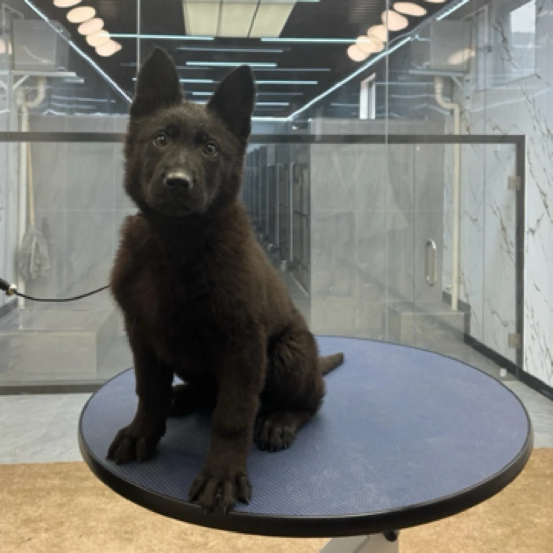 【戴斯名犬】东德牧羊犬 活体 狗狗
