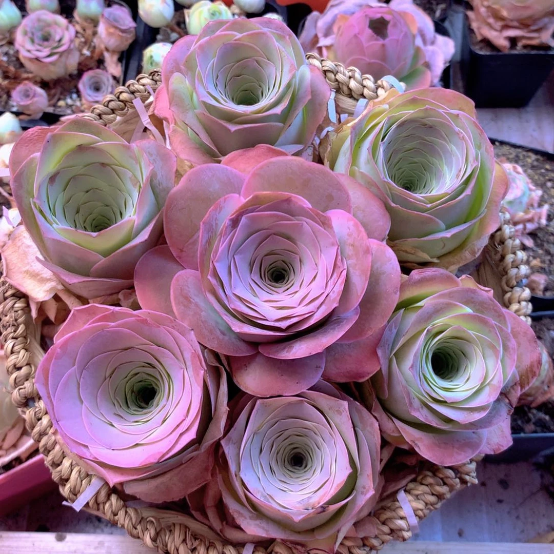 一物一拍花篮开播福利888