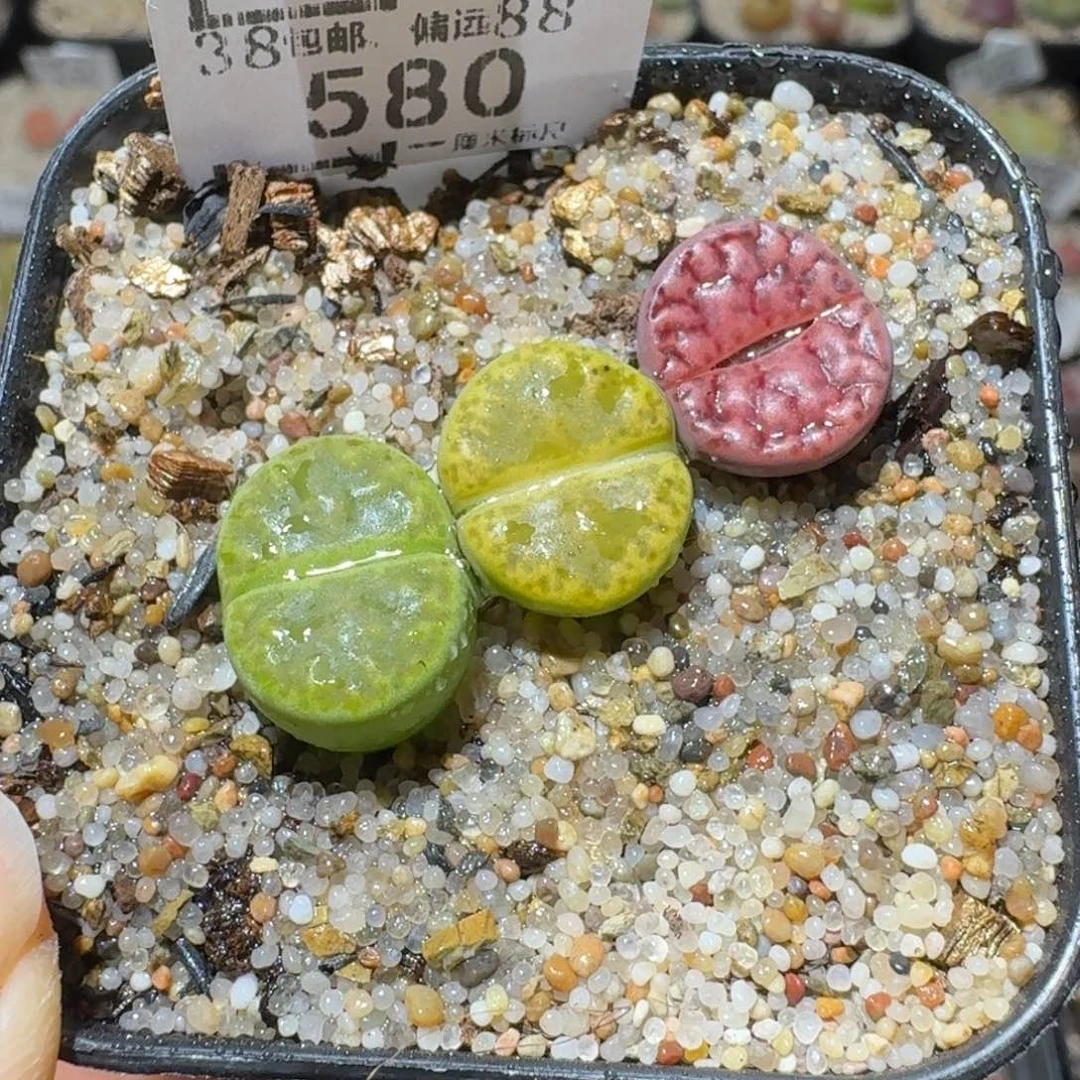 Ssss好货也清了580