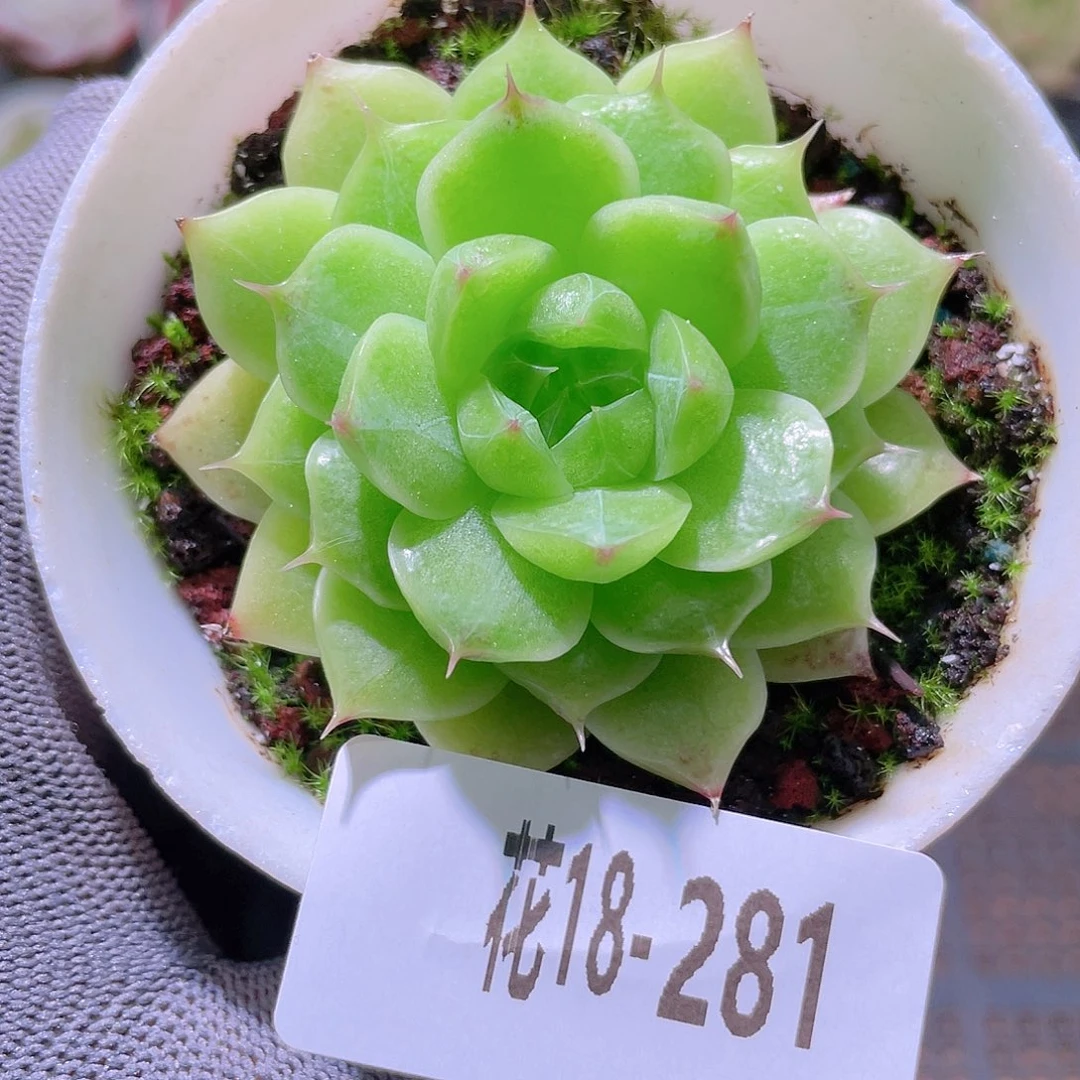 花利美18-281海王