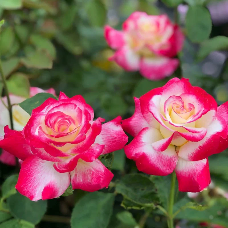 红双喜月季花苗 大花浓香四季开花勤花易养阳台庭院花卉绿植