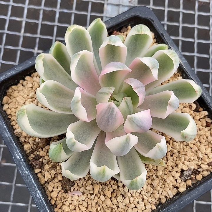 紫气东来锦多肉植物