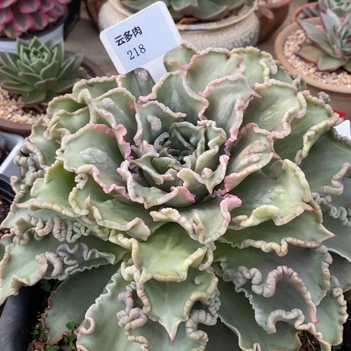 D218- 直播福利 饺子皮