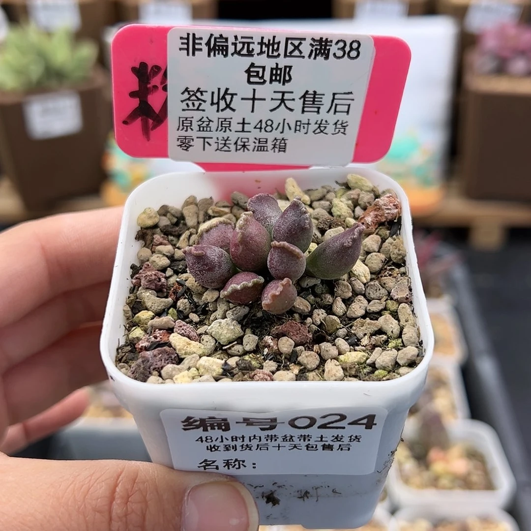 吃****子024紫肌三代多肉