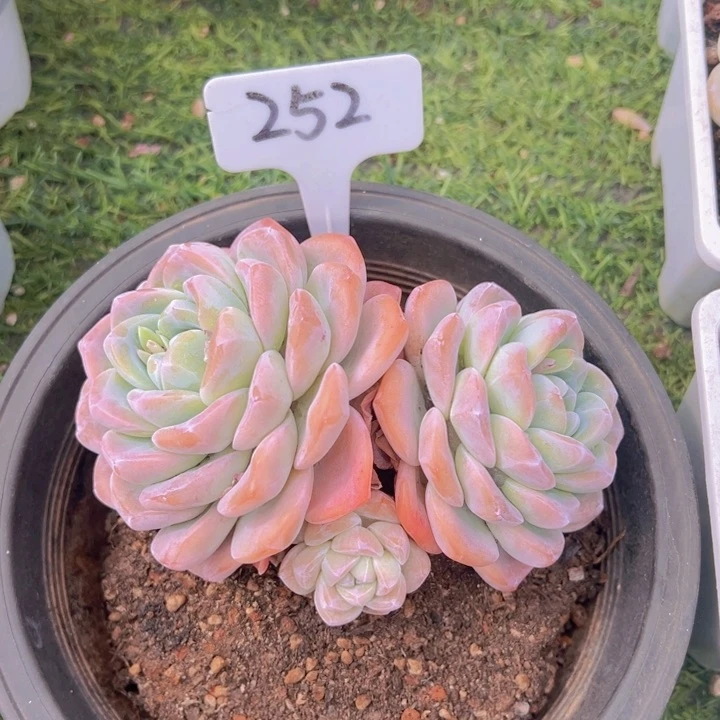 健健康康平平安安