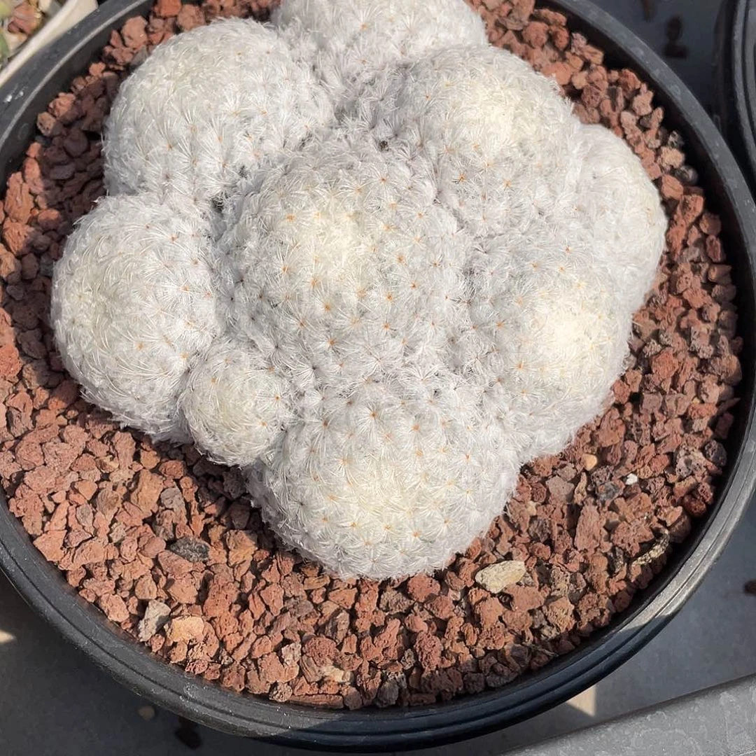 无***欢仙人球实生佛头鹤立羽白星带盆