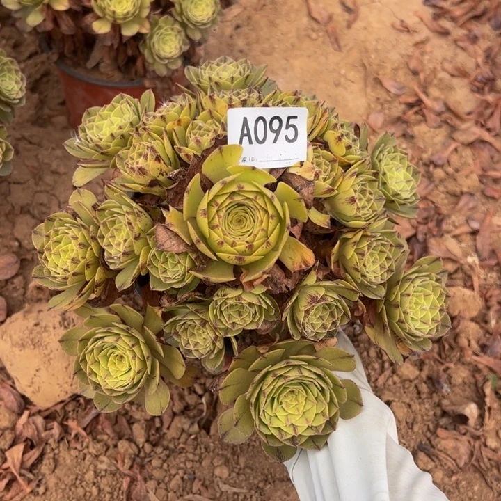 万拉丝多肉植物095.