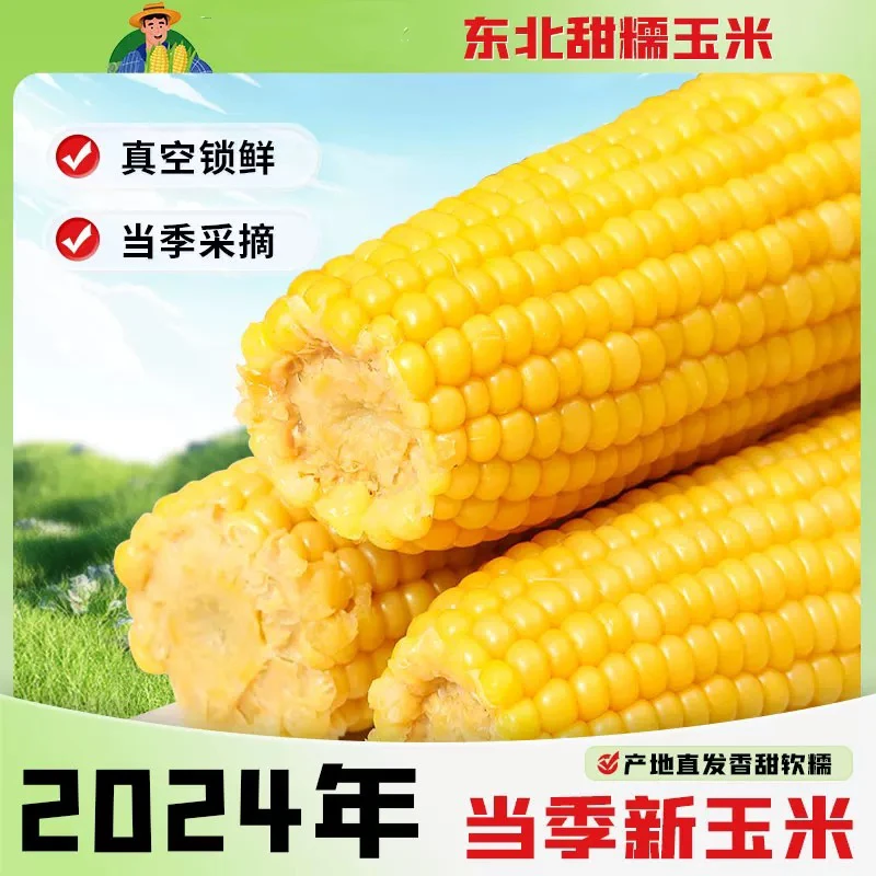 【试吃两根】2024年头茬东北黄糯玉米10支6-6.5斤软糯香甜