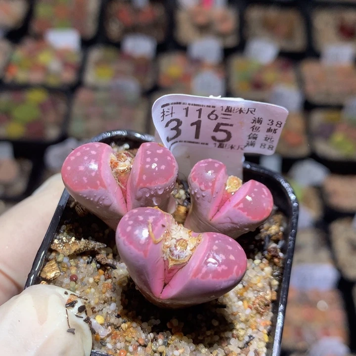 这****_精品生石花116.315