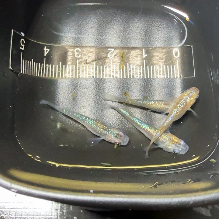 海水鱼51号拍品星光混搭